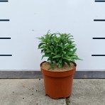 Budleja Dávidova (Buddleja Davidii) ‘LITTLE LILA BUTTERFLY CANDY’® - výška 10-20 cm, kont. C2L